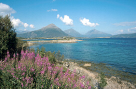 Vesteralen: flowers, ocean and mountains